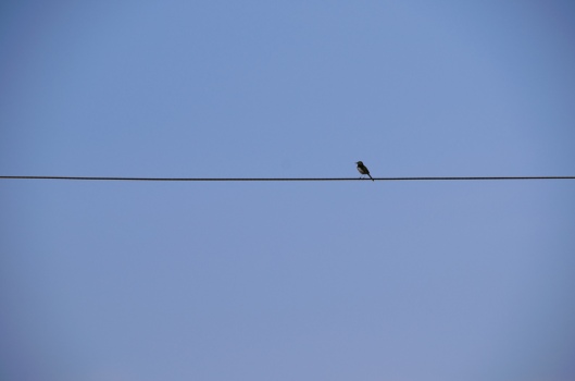 Bird-on-tightrope