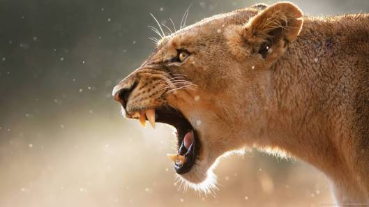 roaring-lioness.jpg